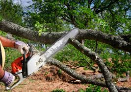 Best Tree Removal  in Eleanor, WV