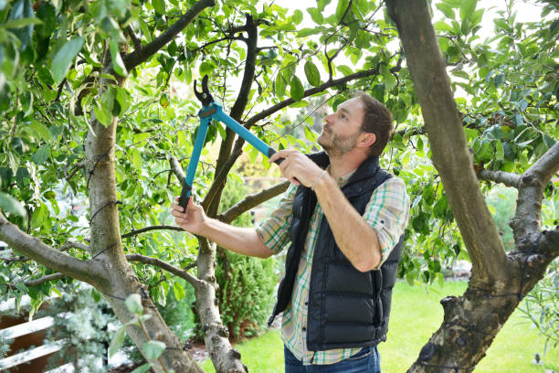 Best Tree Health Inspection  in Eleanor, WV
